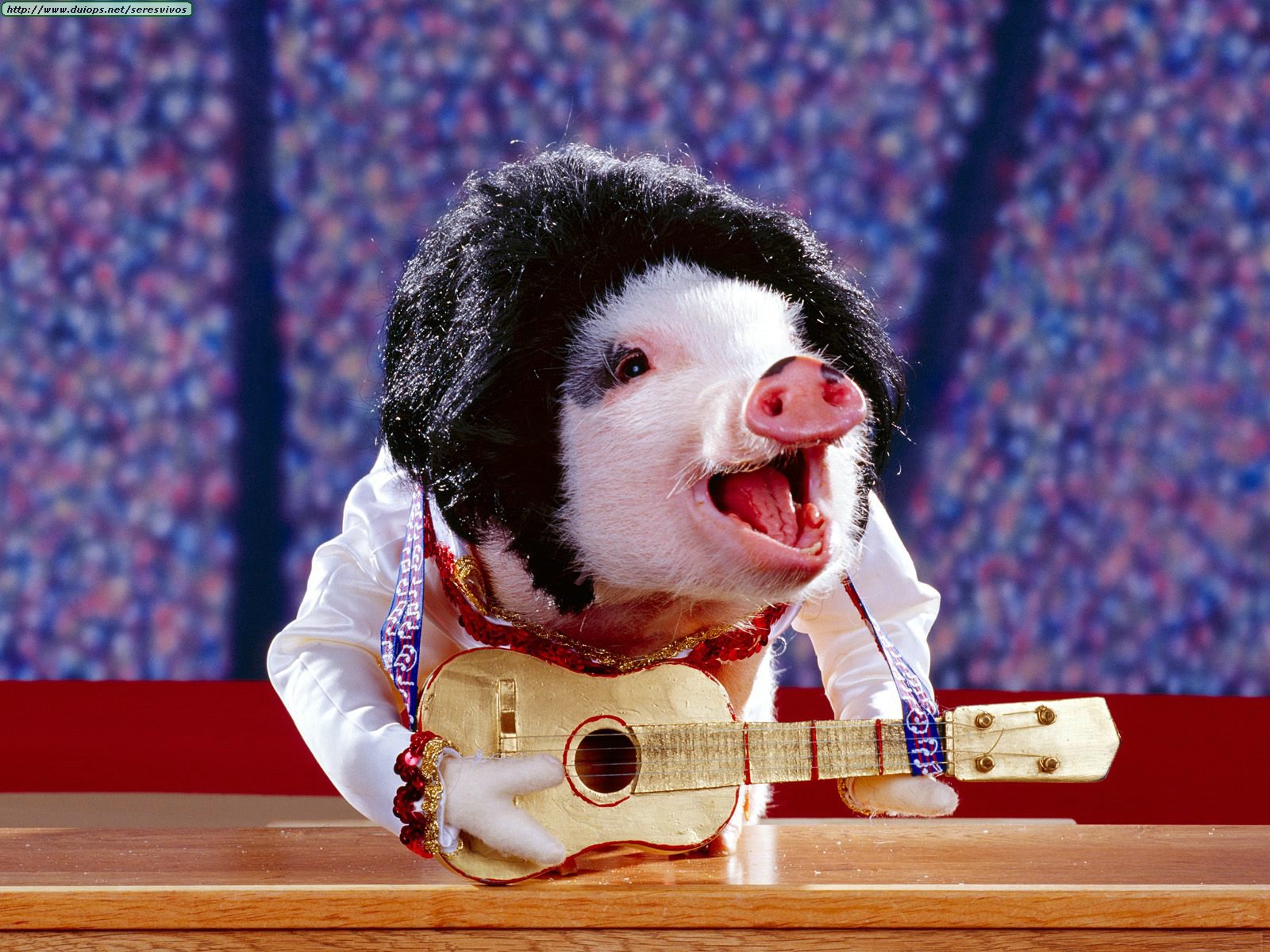 Pigs photos